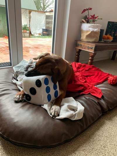 Rhodesian Ridgeback-Beitrag-Bild