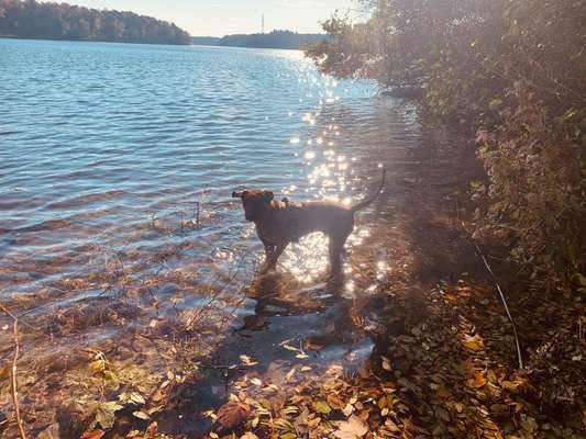 Rhodesian Ridgeback-Beitrag-Bild