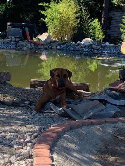 Rhodesian Ridgeback-Beitrag-Bild