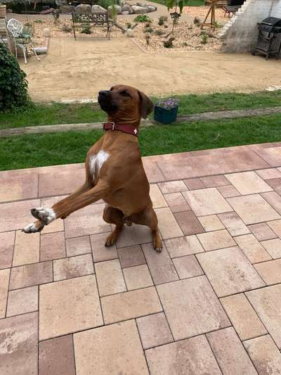 Rhodesian Ridgeback-Beitrag-Bild