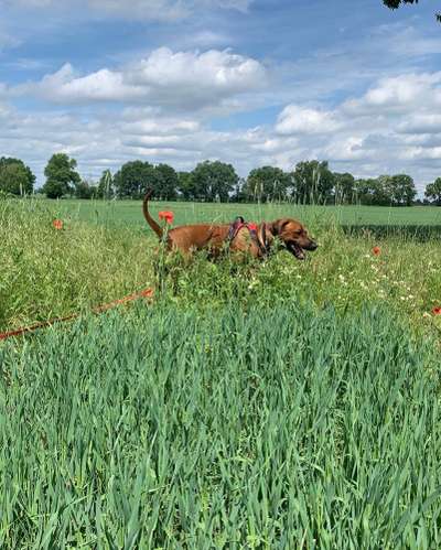 Rhodesian Ridgeback-Beitrag-Bild