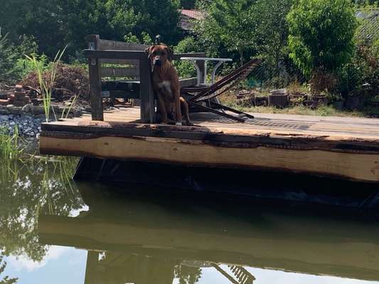 Rhodesian Ridgeback-Beitrag-Bild