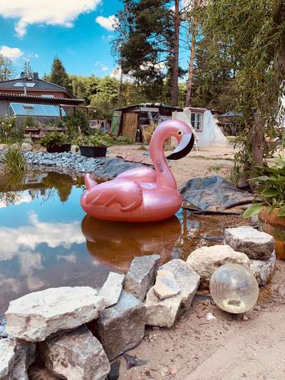 Rhodesian Ridgeback-Beitrag-Bild