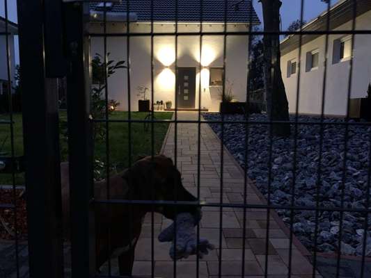 Rhodesian Ridgeback-Beitrag-Bild