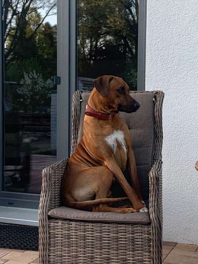 Rhodesian Ridgeback-Beitrag-Bild