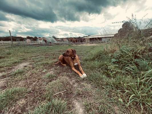 Rhodesian Ridgeback-Beitrag-Bild