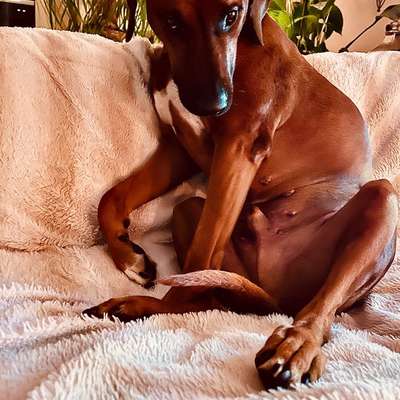 Rhodesian Ridgeback-Beitrag-Bild