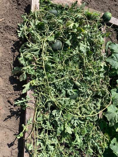 Rhodesian Ridgeback-Beitrag-Bild