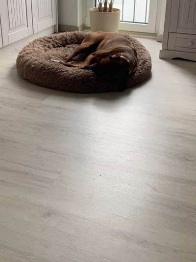 Rhodesian Ridgeback-Beitrag-Bild