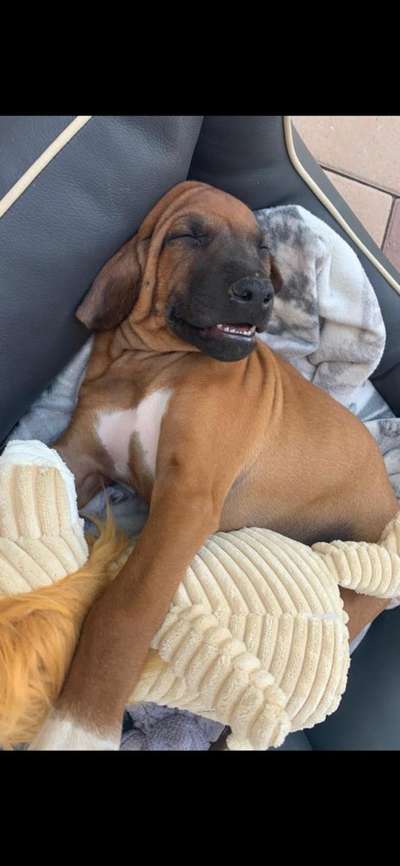 Rhodesian Ridgeback-Beitrag-Bild