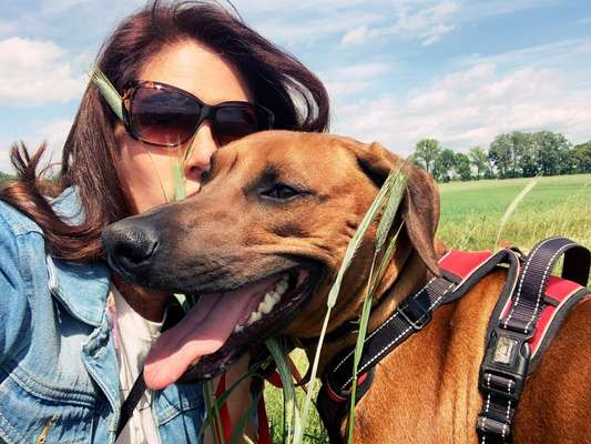 Rhodesian Ridgeback-Beitrag-Bild