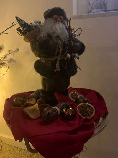 Rhodesian Ridgeback-Beitrag-Bild