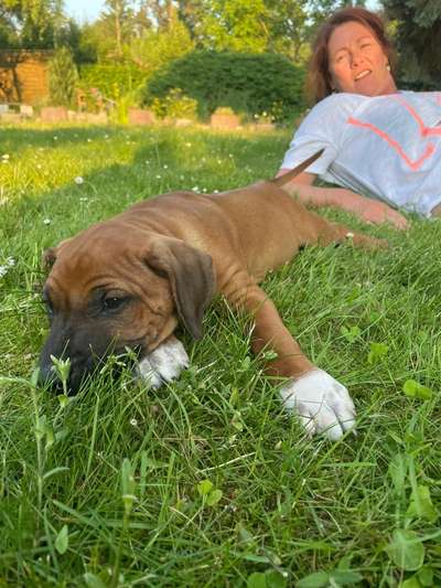 Rhodesian Ridgeback-Beitrag-Bild