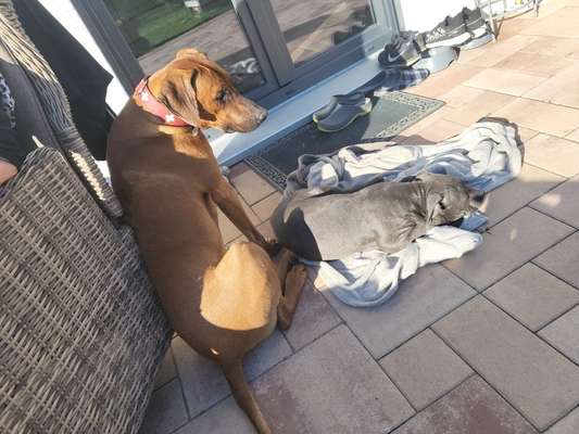 Rhodesian Ridgeback-Beitrag-Bild