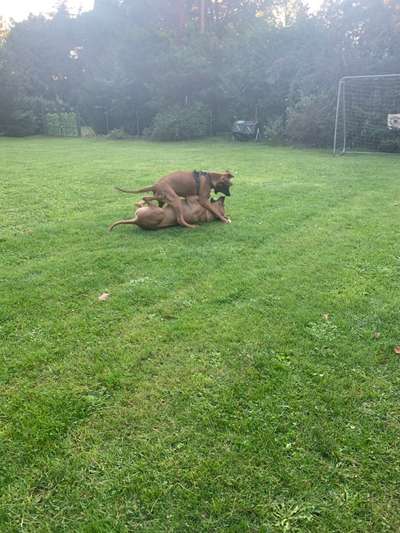 Rhodesian Ridgeback-Beitrag-Bild