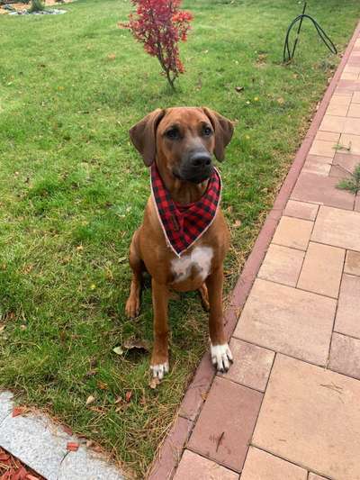 Rhodesian Ridgeback-Beitrag-Bild
