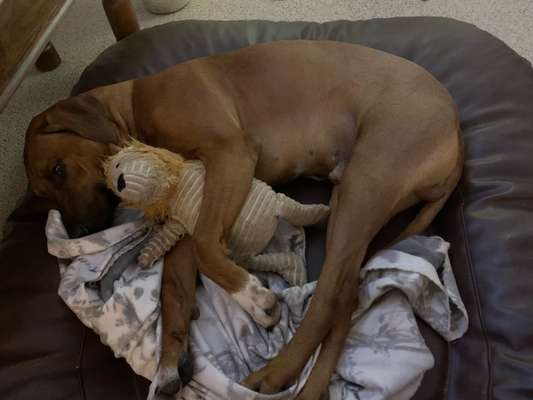 Rhodesian Ridgeback-Beitrag-Bild