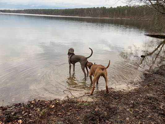 Rhodesian Ridgeback-Beitrag-Bild