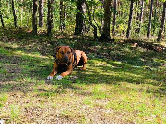 Rhodesian Ridgeback-Beitrag-Bild