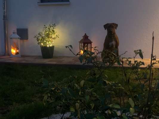 Rhodesian Ridgeback-Beitrag-Bild