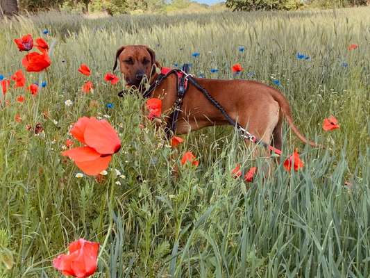 Rhodesian Ridgeback-Beitrag-Bild