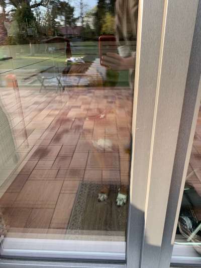 Rhodesian Ridgeback-Beitrag-Bild