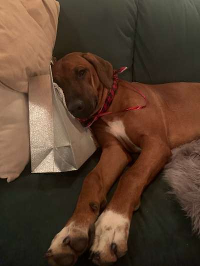 Rhodesian Ridgeback-Beitrag-Bild