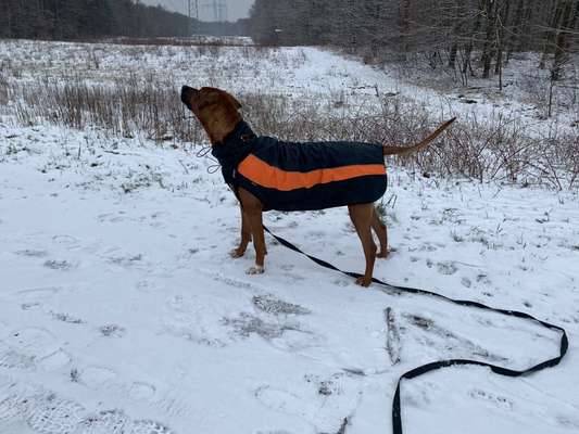 Rhodesian Ridgeback-Beitrag-Bild