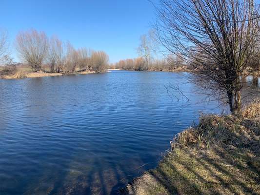 Rhodesian Ridgeback-Beitrag-Bild