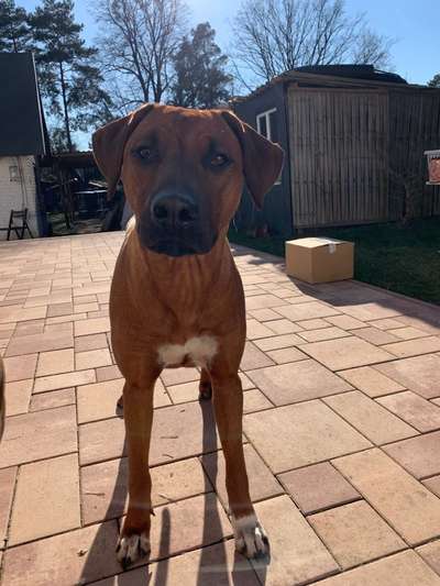 Rhodesian Ridgeback-Beitrag-Bild