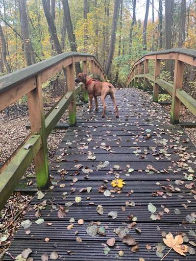 Rhodesian Ridgeback-Beitrag-Bild