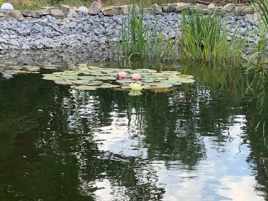 Rhodesian Ridgeback-Beitrag-Bild