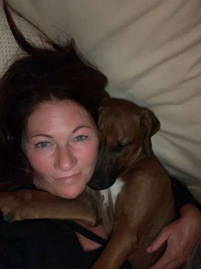 Rhodesian Ridgeback-Beitrag-Bild