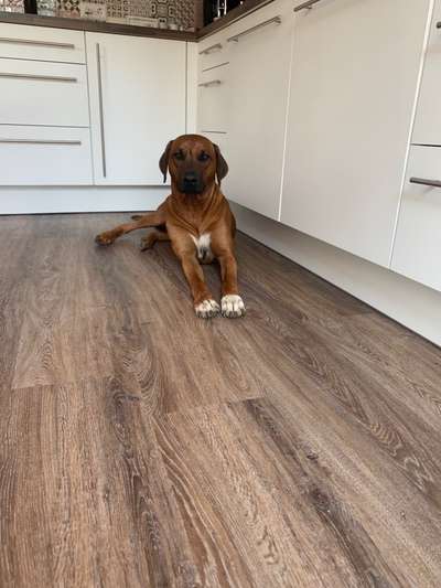 Rhodesian Ridgeback-Beitrag-Bild
