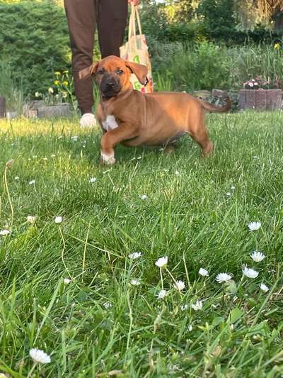 Rhodesian Ridgeback-Beitrag-Bild