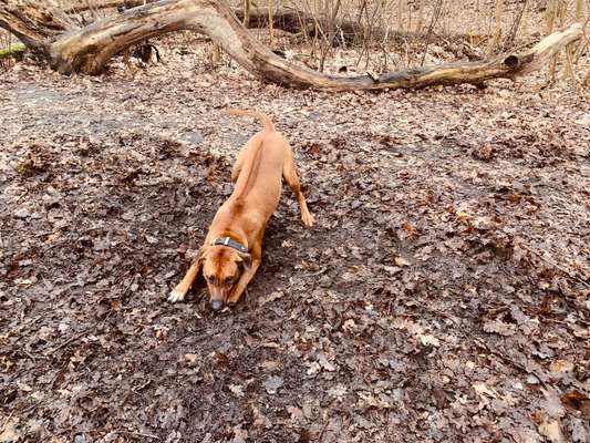 Rhodesian Ridgeback-Beitrag-Bild