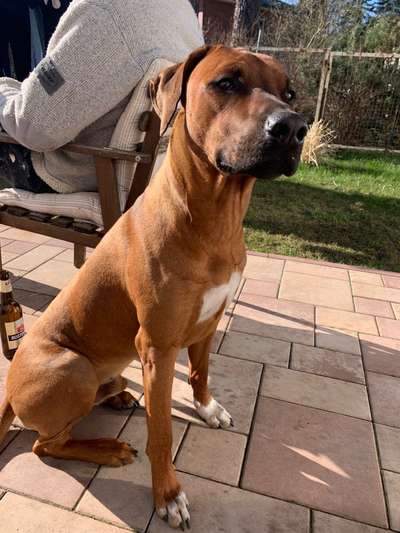 Rhodesian Ridgeback-Beitrag-Bild