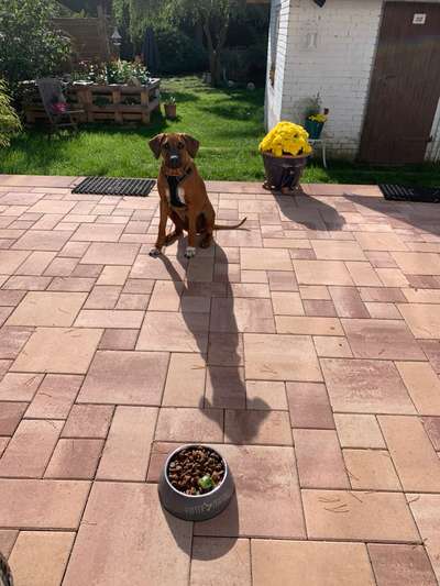 Rhodesian Ridgeback-Beitrag-Bild