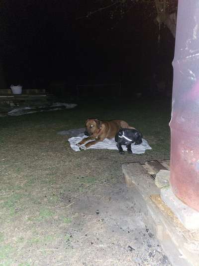 Rhodesian Ridgeback-Beitrag-Bild