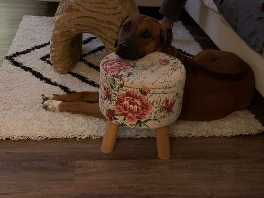 Rhodesian Ridgeback-Beitrag-Bild