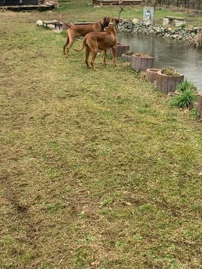 Rhodesian Ridgeback-Beitrag-Bild