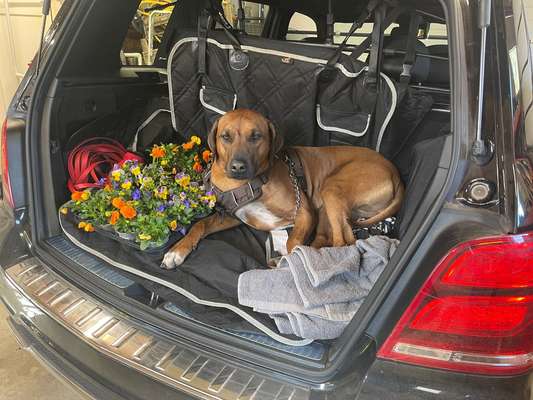 Rhodesian Ridgeback-Beitrag-Bild