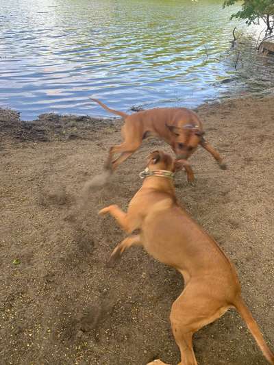 Rhodesian Ridgeback-Beitrag-Bild