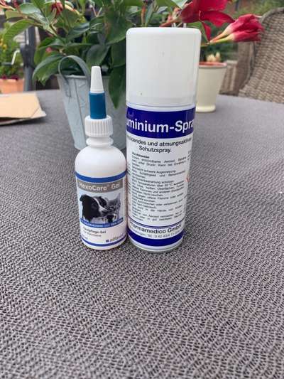 Rhodesian Ridgeback-Beitrag-Bild