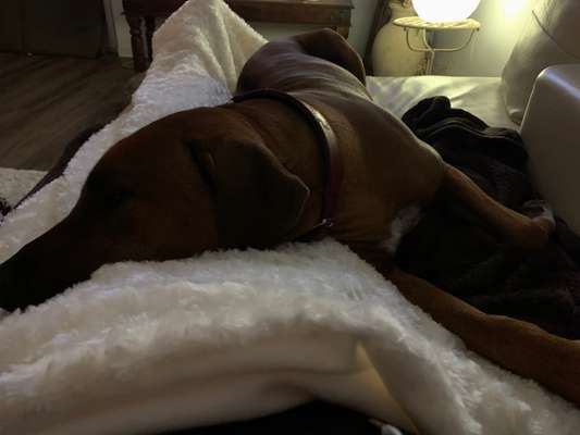 Rhodesian Ridgeback-Beitrag-Bild