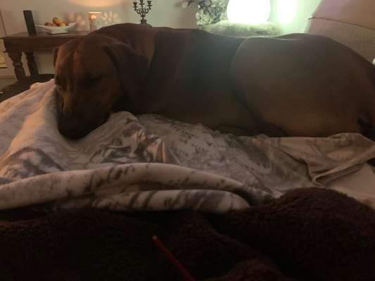 Rhodesian Ridgeback-Beitrag-Bild