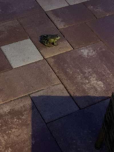 Rhodesian Ridgeback-Beitrag-Bild