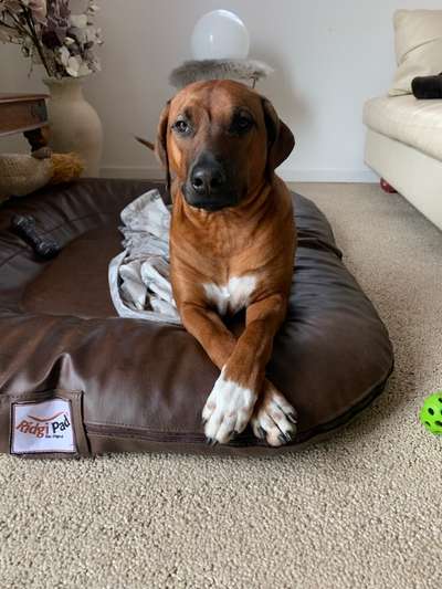 Rhodesian Ridgeback-Beitrag-Bild