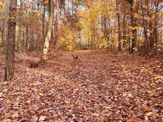 Rhodesian Ridgeback-Beitrag-Bild