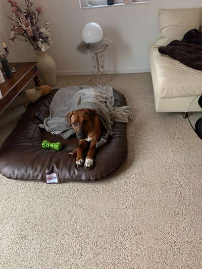 Rhodesian Ridgeback-Beitrag-Bild